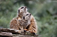 Meerkats (Cercopithecini)