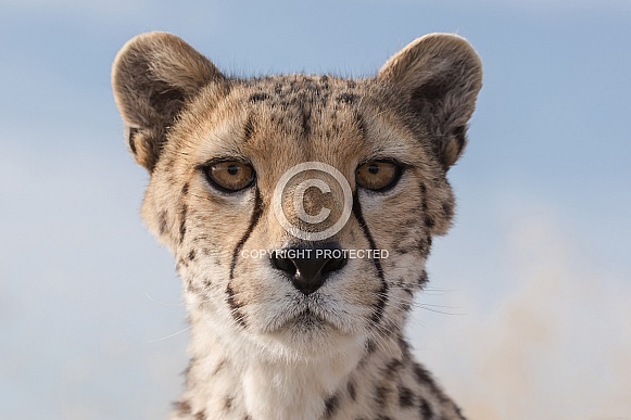 Cheetah