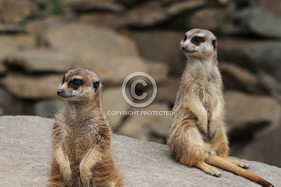 Meerkats