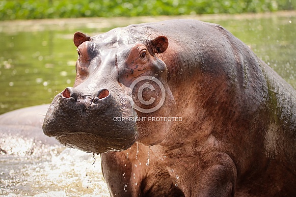 Hippopotamus Hippopotamus