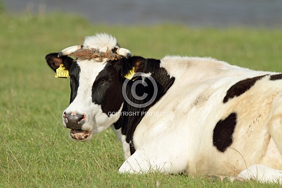Dutch Cow and Cows