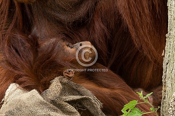 Young Orangutan, looking up, side profile Young Orangutan, looking up, side profile
