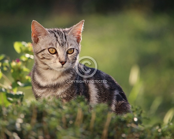 Tabby Kitten Portrait In Green