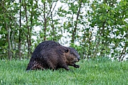 Beaver in nature