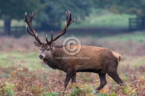 Red Deer