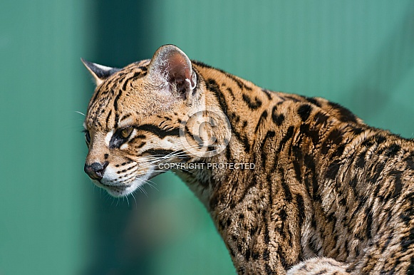 Female Ocelot Female Ocelot