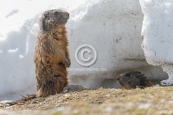 The alpine marmot
