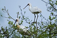 The Eurasian spoonbill