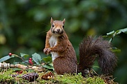 Red Squirrel