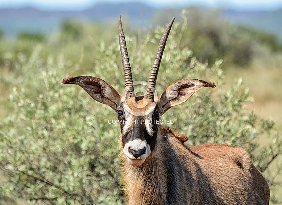 Roan Antelope