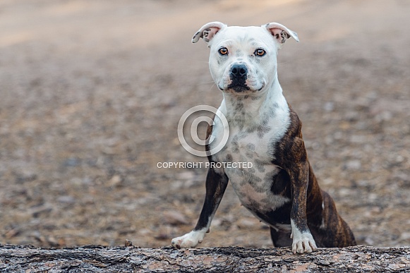 Staffordshire bull terrier posing on a log