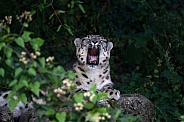 Snow leopard