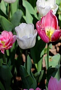 Beautiful Tulips