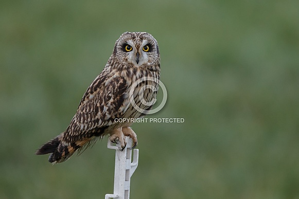 The short-eared owl (Asio flammeus)