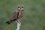 The short-eared owl (Asio flammeus)