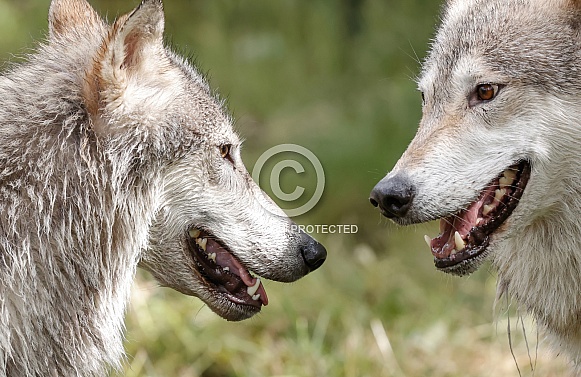 Wolf