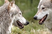 Wolf