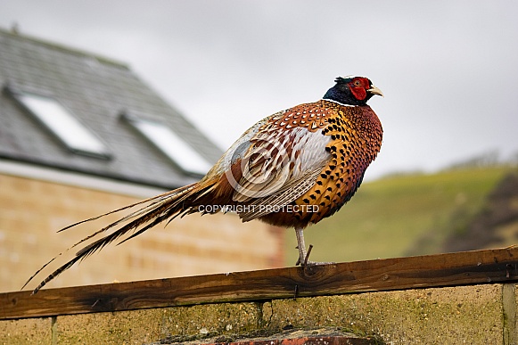 Pheasant