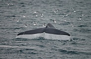 Blue Whale tail