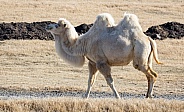 Camels