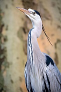 Grey Heron (Ardea Cinerea)