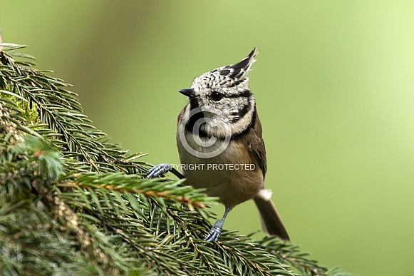 The crested tit or European crested tit