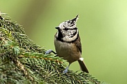 The crested tit or European crested tit