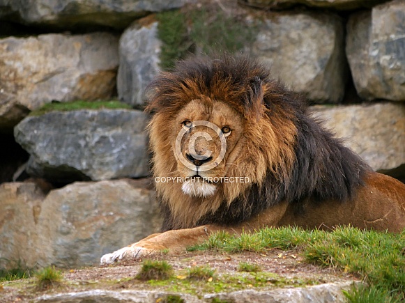 African Lion African Lion