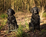 Working Flat Coated Retriever Dog and Bitch