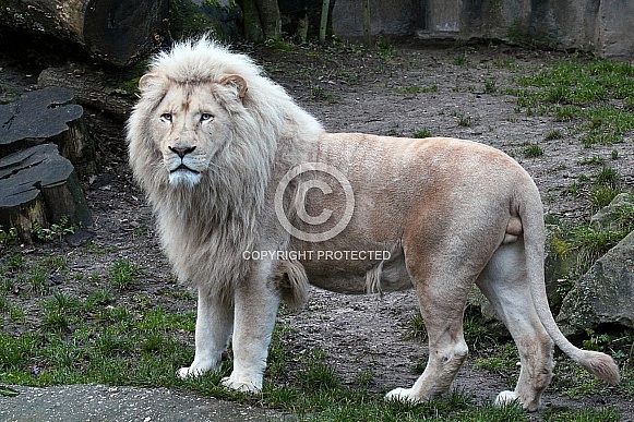 Afr. White Lion