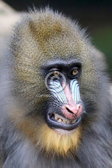 Mandrill