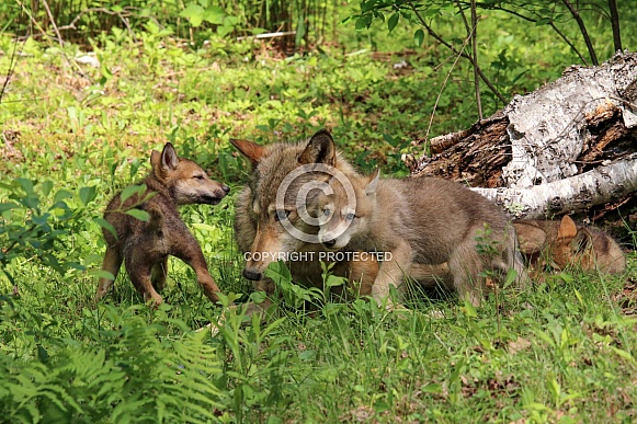 Wolf and Wolf Pups Wolf and Wolf Pups