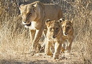 Lioness and cubs (wild)