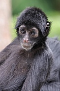 Colombian Black Spider Monkey (Ateles Fusciceps)