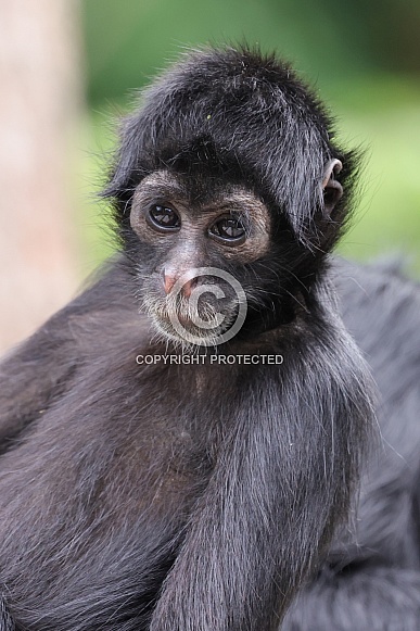 Colombian Black Spider Monkey (Ateles Fusciceps)