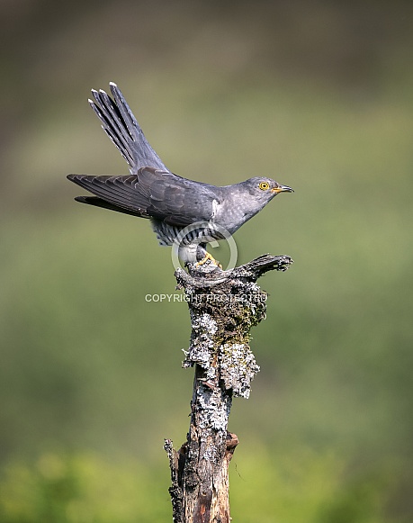 Cuckoo