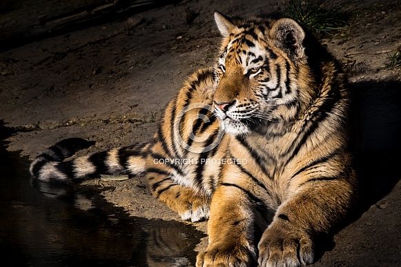 Tiger resting by water