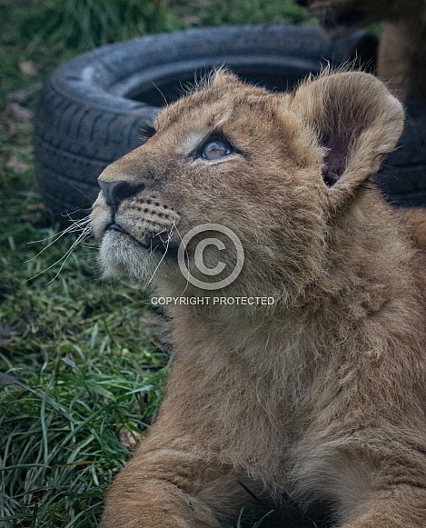 Lion cub