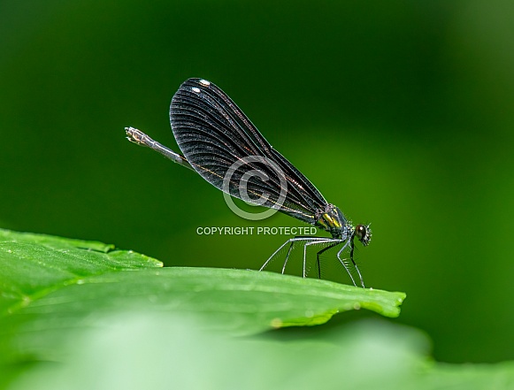 Ebony Jewelwing