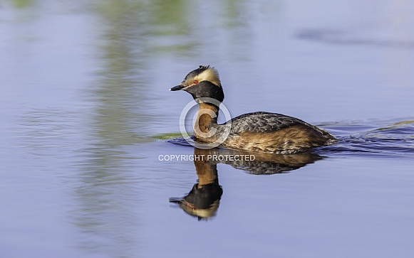 Horned Grebe in a calm lake