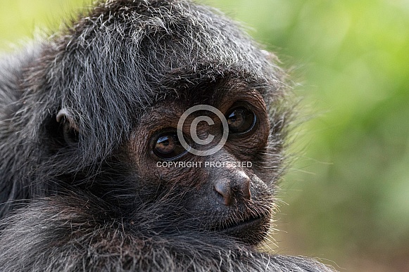 Spider Monkey Spider Monkey