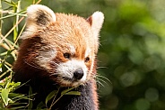Red Panda With Bamboo