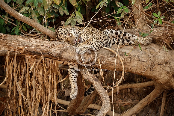 American jaguar in the nature habitat