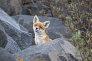 Young red fox cub in nature