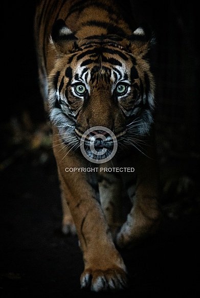 Sumatran Tiger Walking