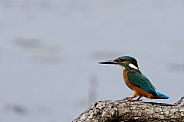 Kingfisher