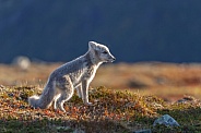 Arctic fox