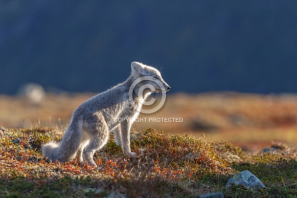 Arctic fox