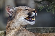 Puma with open mouth