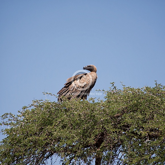 White-backed Vulture 2